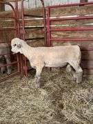 Weber Livestock Company