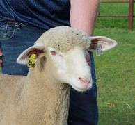 Isaiah Bauck (Dew Drop Farms)