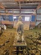 Triple C Sheep Co