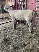 Weber Livestock Company