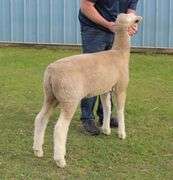Isaiah Bauck (Dew Drop Farms)