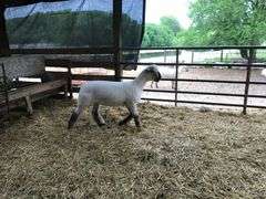 Weber Livestock Company