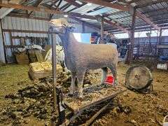 Triple C Sheep Co