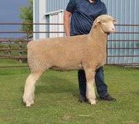 Isaiah Bauck (Dew Drop Farms)