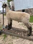 Weber Livestock Company