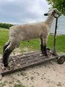 Weber Livestock Company