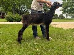 Little Rock Creek Lamb & Wool