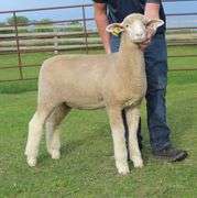 Isaiah Bauck (Dew Drop Farms)