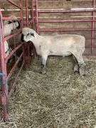 Weber Livestock Company