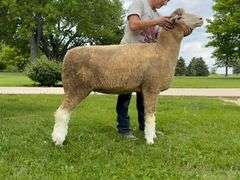 Little Rock Creek Lamb & Wool