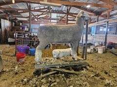 Triple C Sheep Co