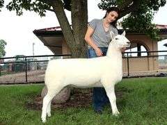 Diamond C Farm-David Clyde