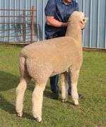 Isaiah Bauck (Dew Drop Farms)