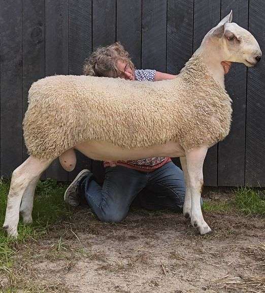 Granite State Sheep Company