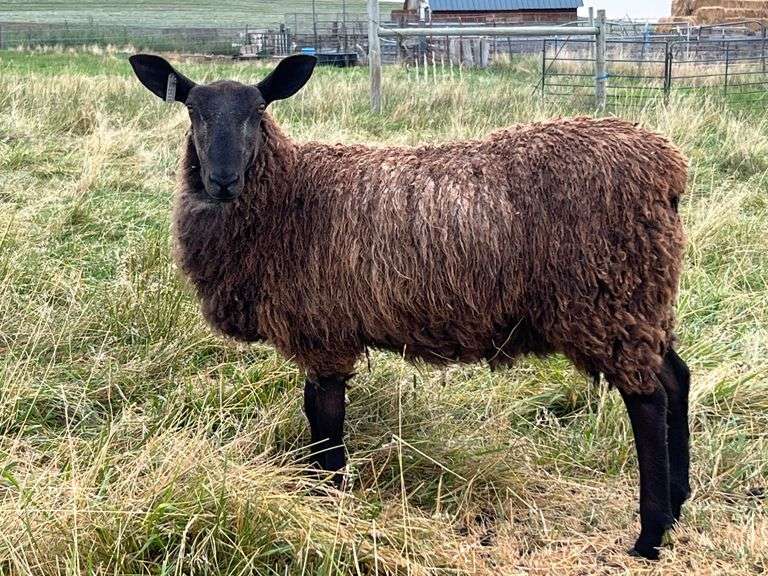 Custom Colored Critters