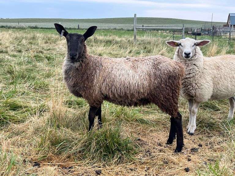 Custom Colored Critters