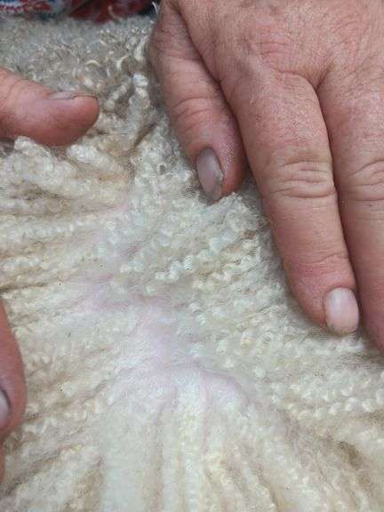 Granite State Sheep Company