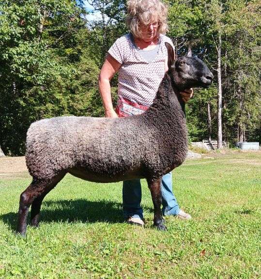 Granite State Sheep Company