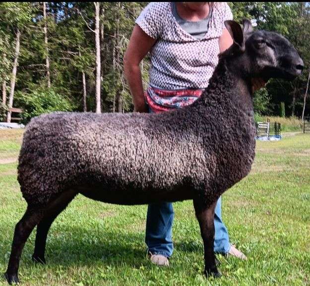 Granite State Sheep Company