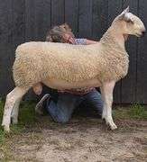 Granite State Sheep Company