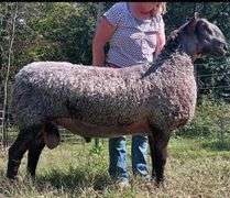 Granite State Sheep Company