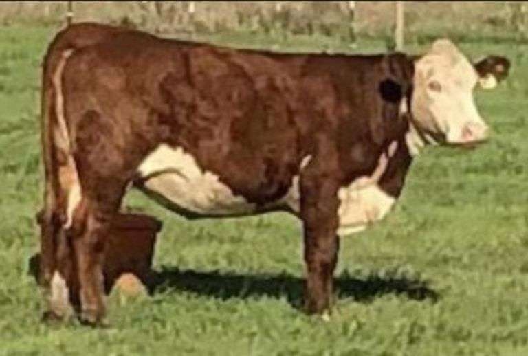 ROCKNR 3F VICTORIA 719T 516J