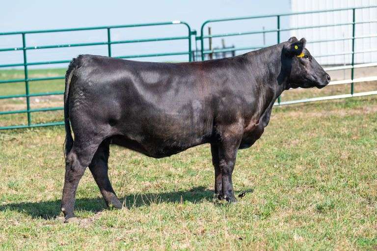 Nash's 10-4 Relentless