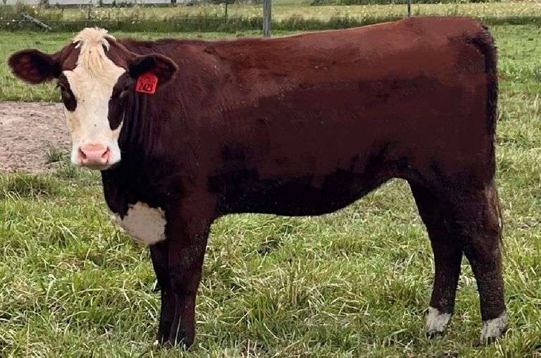 KD GOVS MADDIES FANCY GIRL 2423