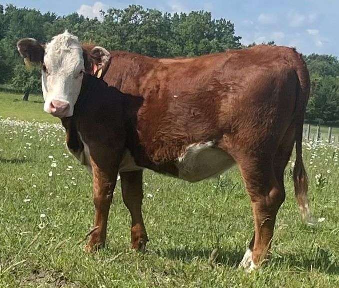 SSR MISS VALIDATED 424