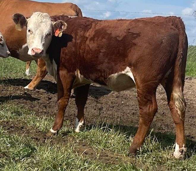 SSR MISS VALERIE 421