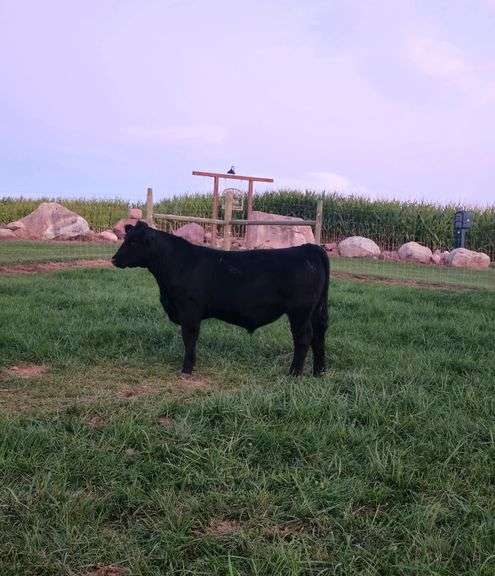 Hidden Drives Cattle