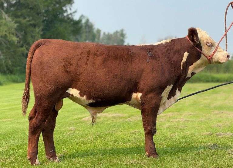 BRH MR WESTBROOK GEN 2504