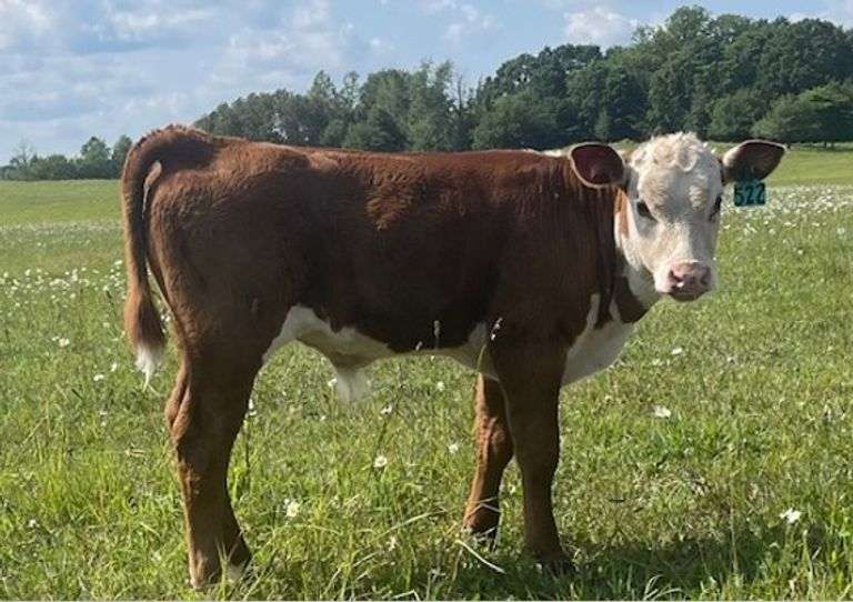 STEER CALF OUT OF LOT 6