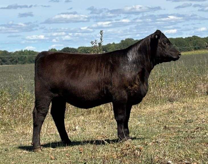 N-S Nash's 874 Hitman