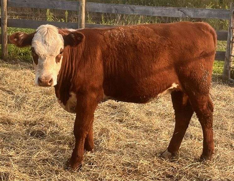 KD ENDUROS MOO MOOS GIRL