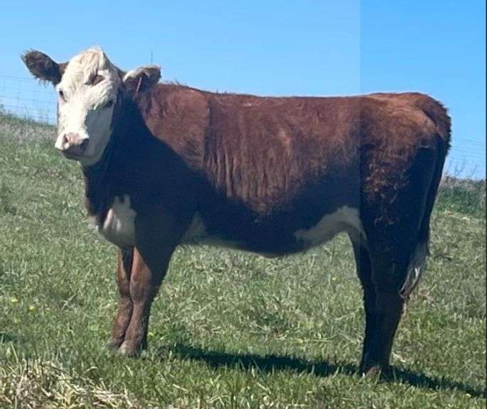 SSR MISS VALIDATED 406