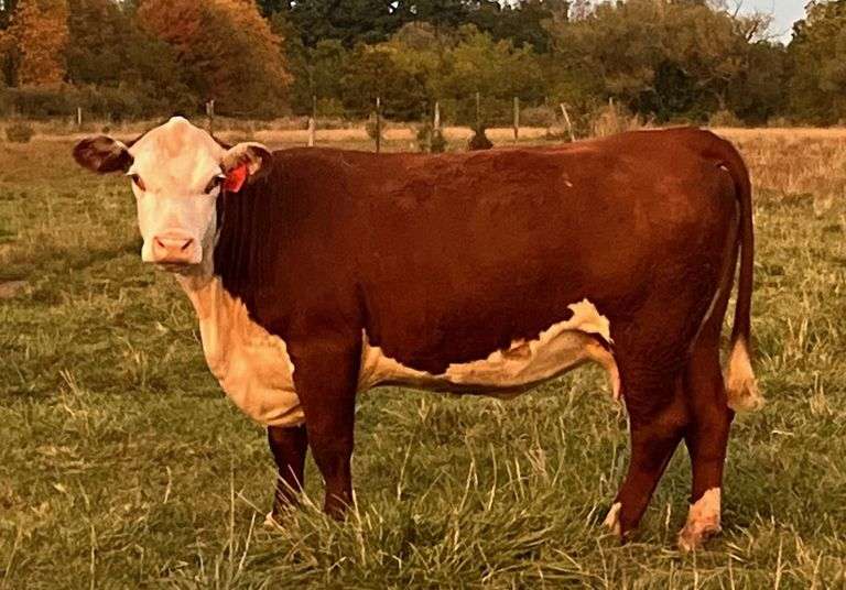 GLENVIEW 196B MS VIC K53