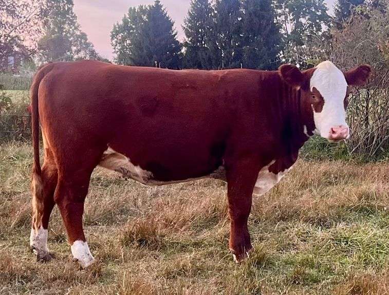 KD GOVS LIL BUBBS BEYONCE