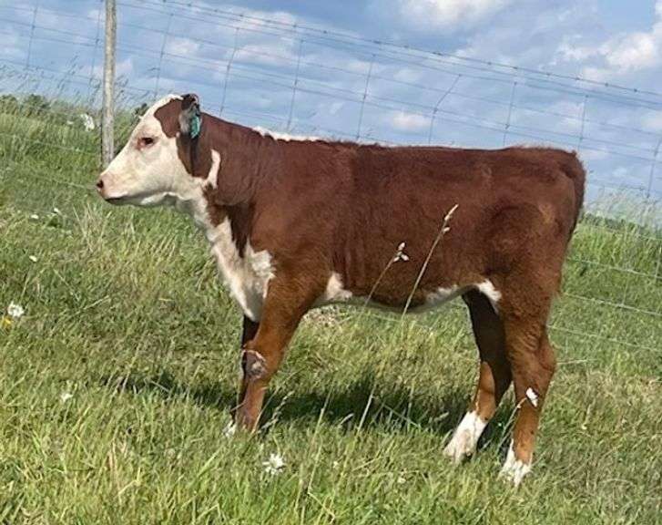 HEIFER CALF OUT OF LOT 5