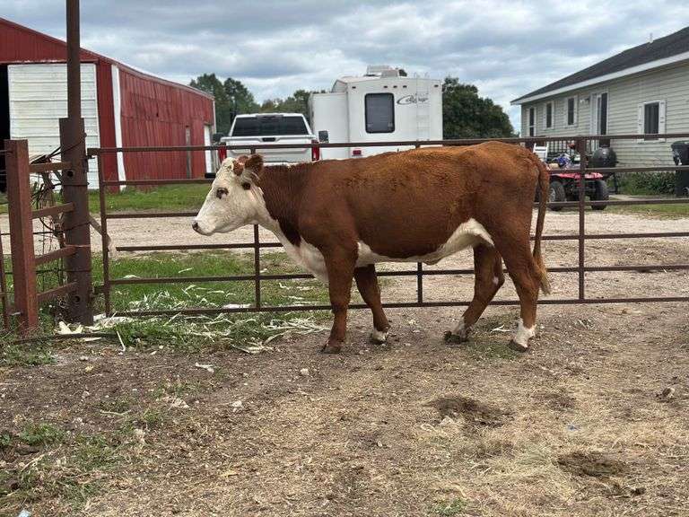 BRH MS NESS OF CASH 2