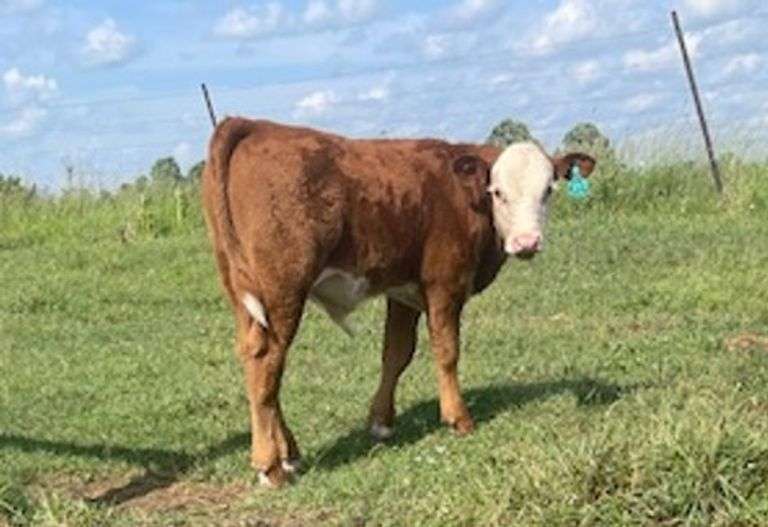 BULL CALF OUT OF LOT 9