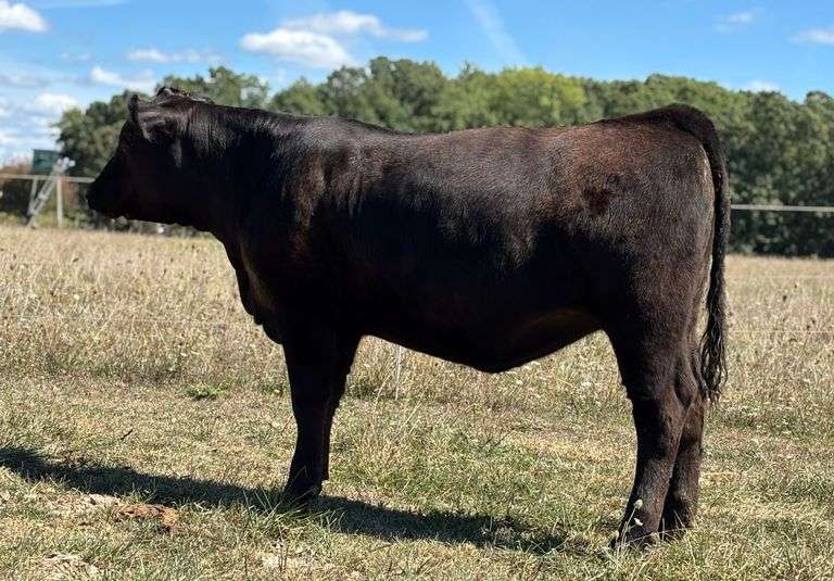 N-S Nash's 269 Hitman