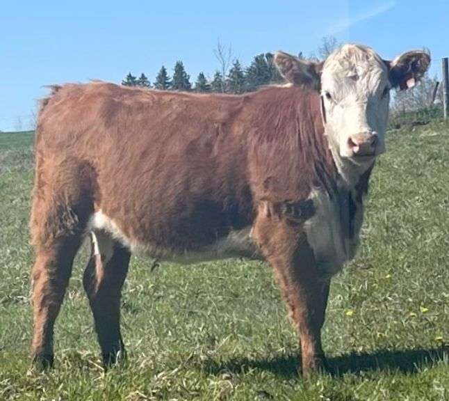 SSR MISS VALIDATED 408