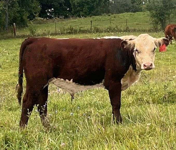 KD GOVS G40 MR VICTOR