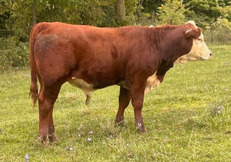 KD GOVS LIL WILLOW TANK