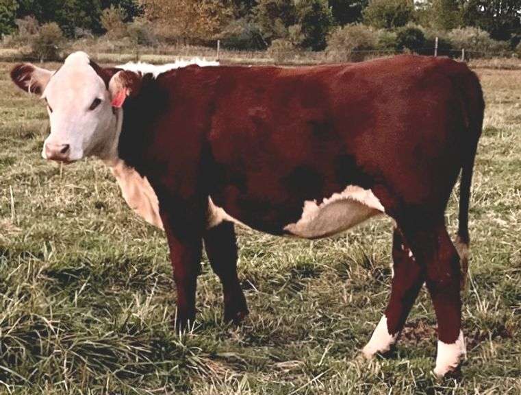 KD GOVS MARTINI TINY