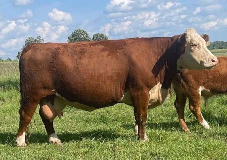 SSR MISS MARVELOUS 824