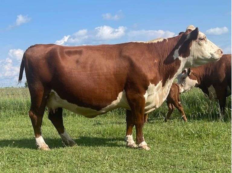 MTF 190Z PAGEANT 22D