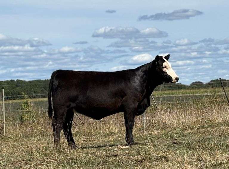 N-S Nash's 31 Shell Shocked