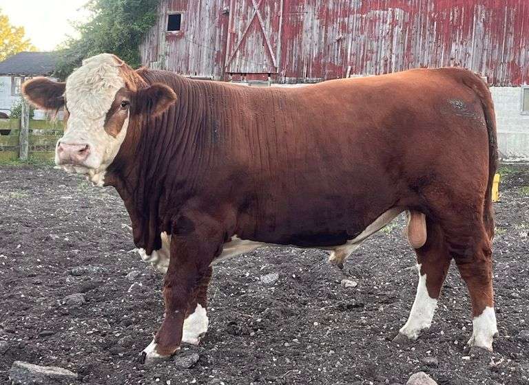 KD GOVS 1414 THUNDERSTRUCK